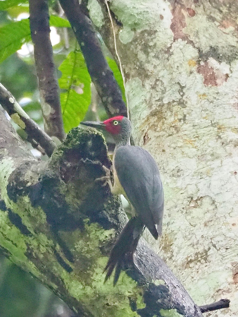 Ashy Woodpecker - ML642174664