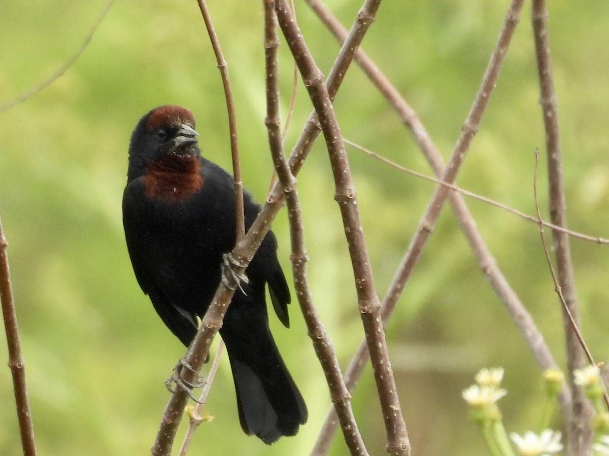 Chestnut-capped Blackbird - ML642174690