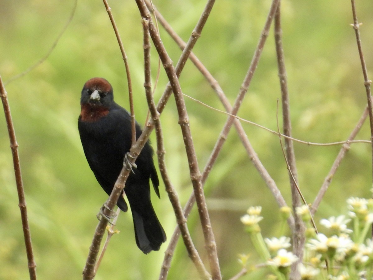 Chestnut-capped Blackbird - ML642174691