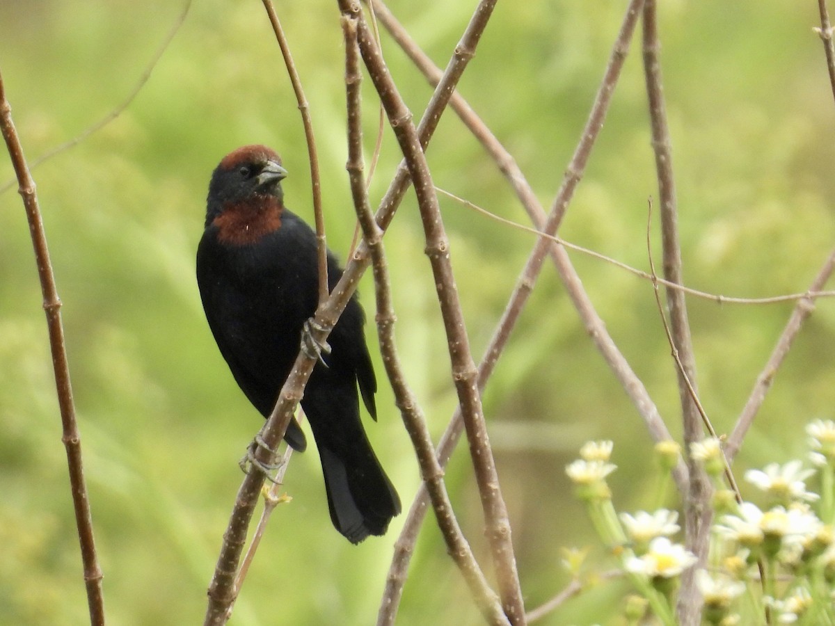 Chestnut-capped Blackbird - ML642174692