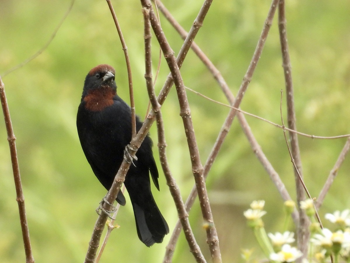 Chestnut-capped Blackbird - ML642174693