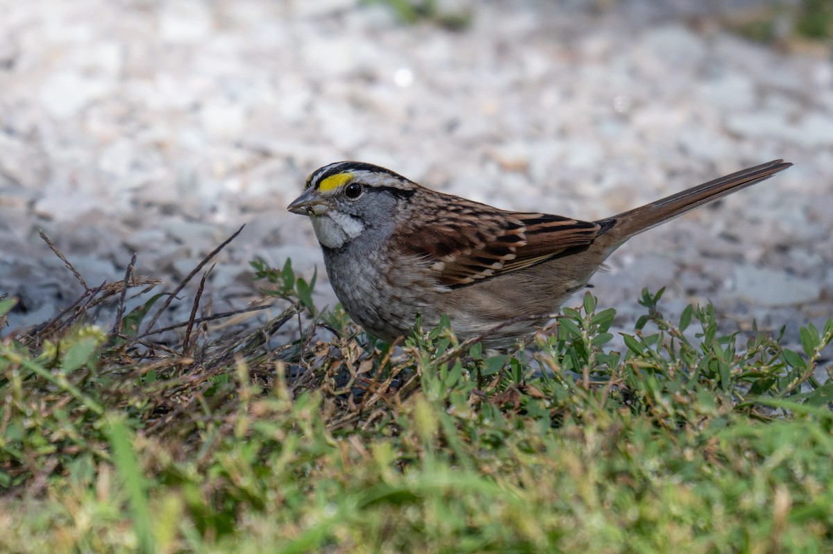 White-throated Sparrow - ML642174711