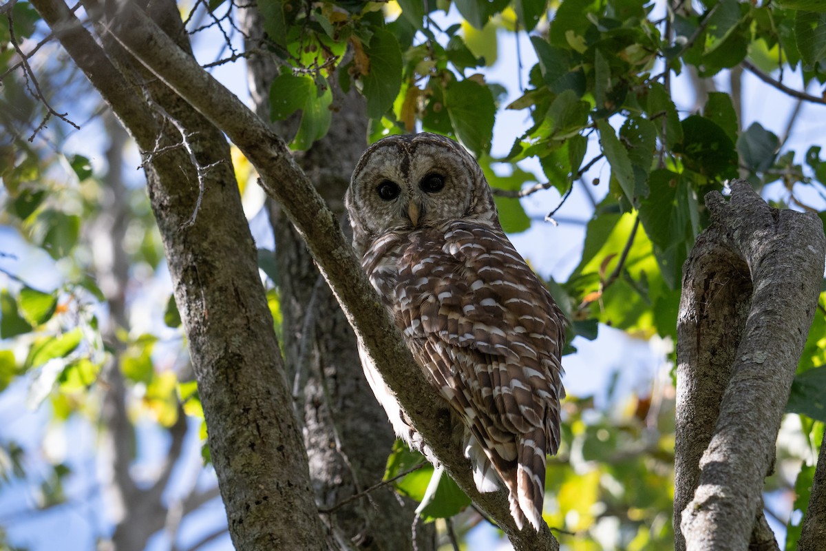 Barred Owl - ML642174717