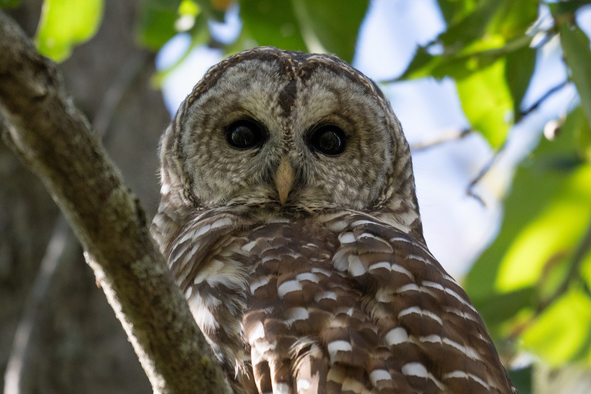 Barred Owl - ML642174725