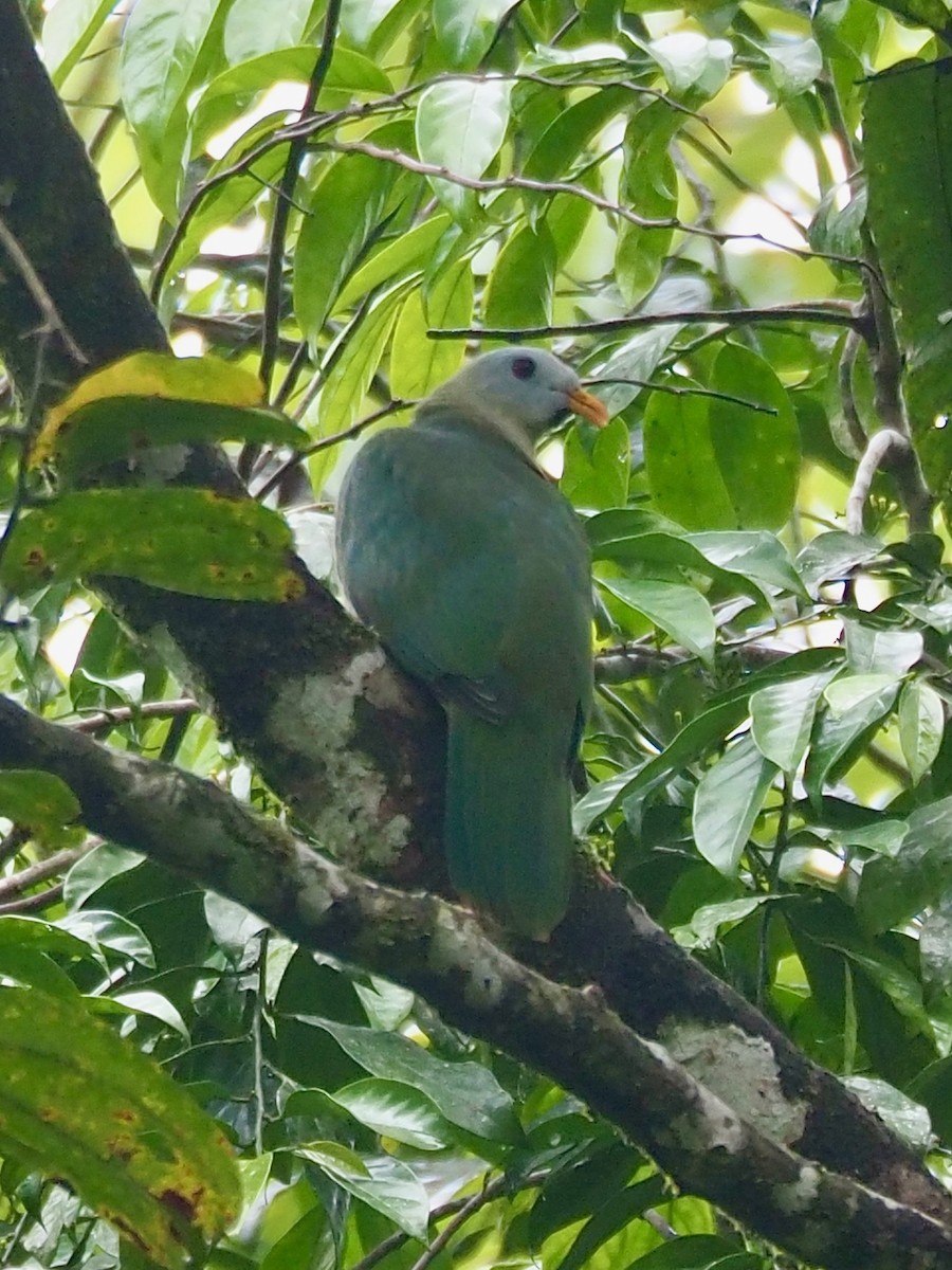 Maroon-chinned Fruit-Dove - ML642174728