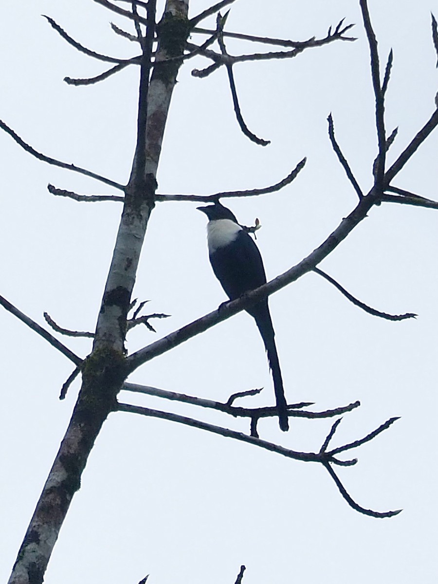 White-necked Myna - ML642174742