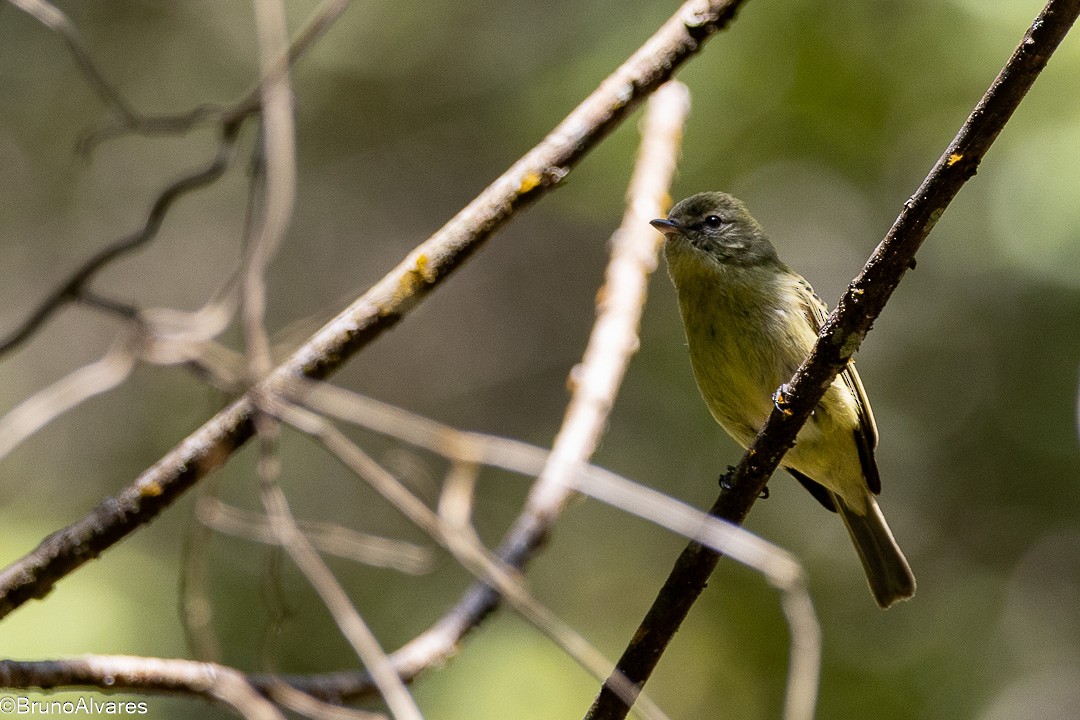 Rough-legged Tyrannulet - ML642174755