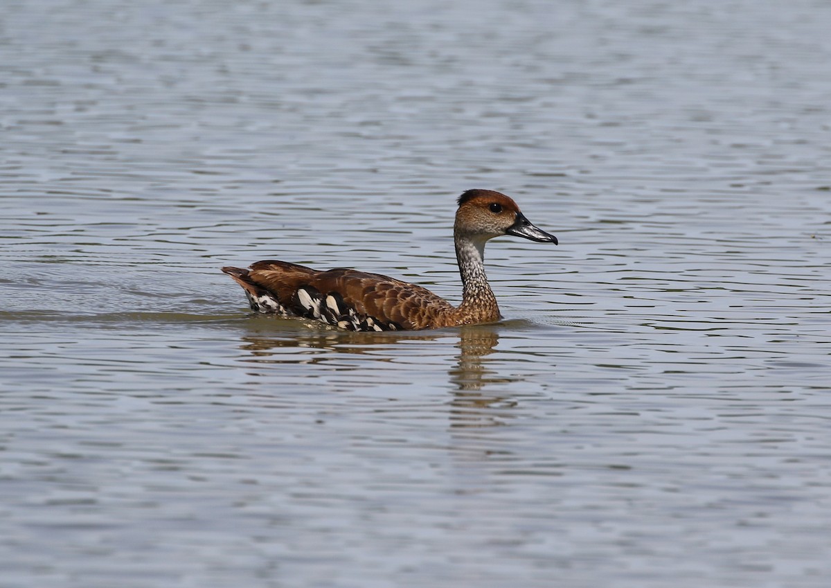 West Indian Whistling-Duck - ML642174770