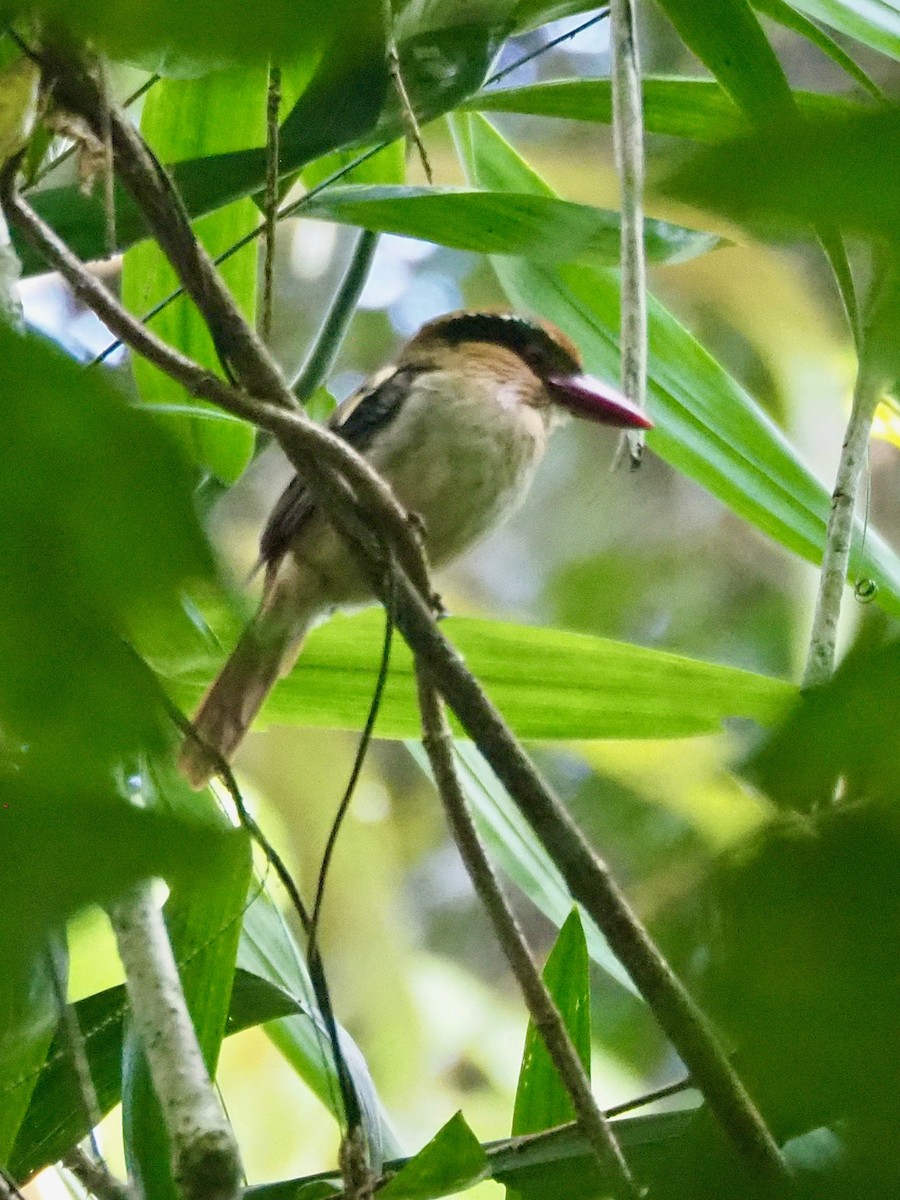 Sulawesi Lilac Kingfisher - ML642174788