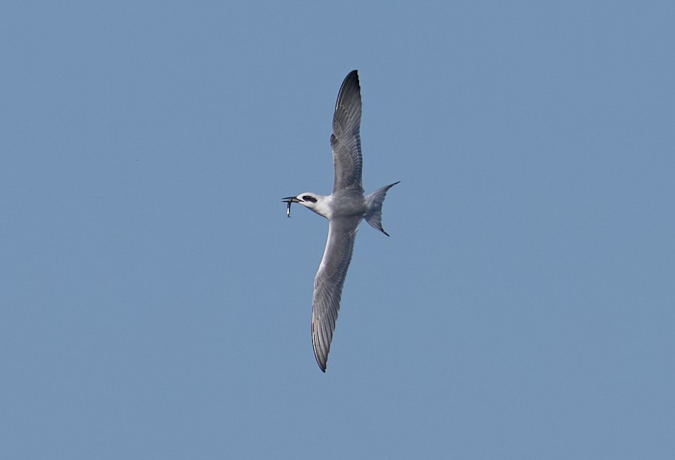 Forster's Tern - ML642174792