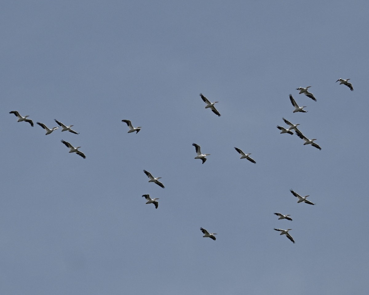 pelikán severoamerický - ML642174824