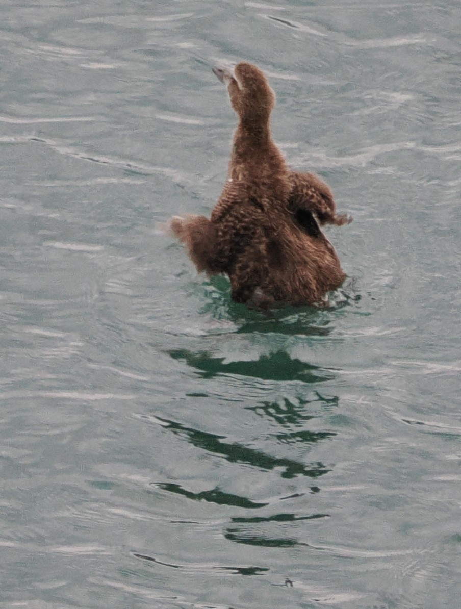Common Eider - ML642174830