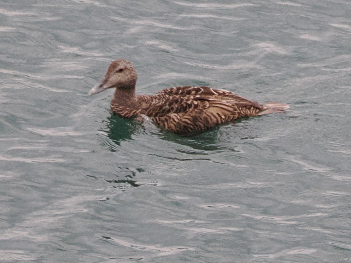 Common Eider - ML642174831