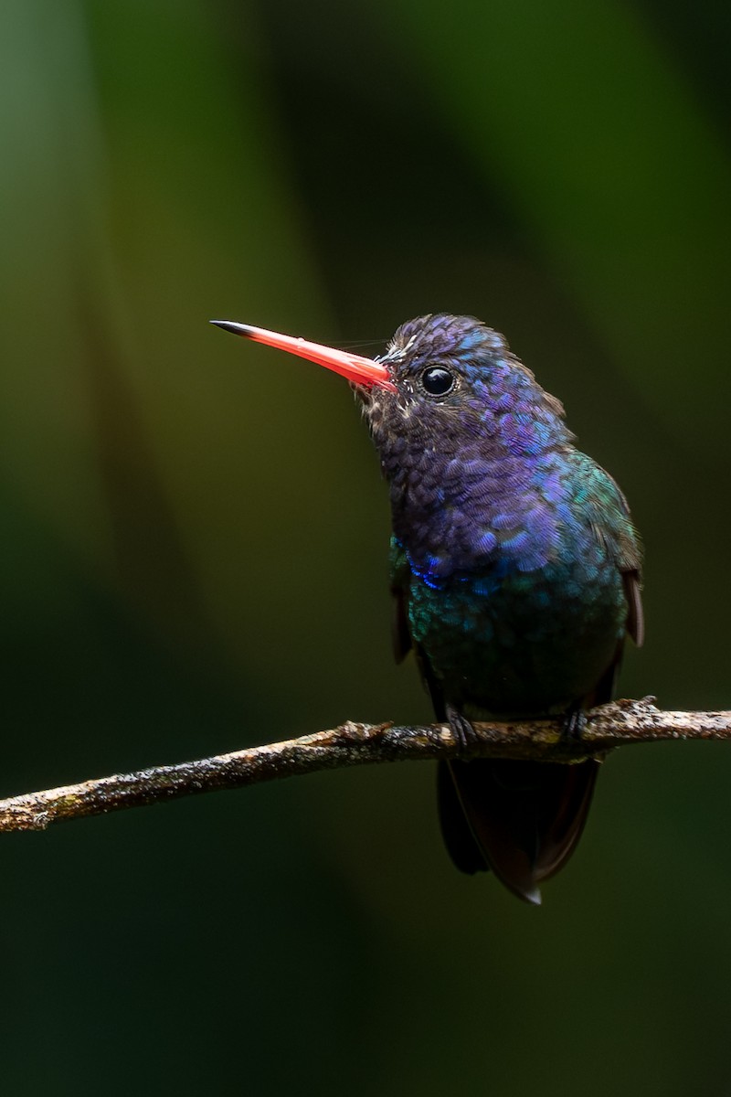 White-chinned Sapphire - ML642174842