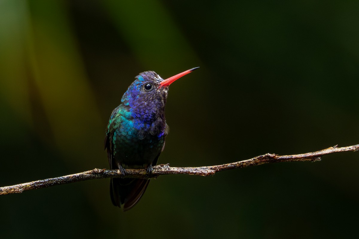 White-chinned Sapphire - ML642174843