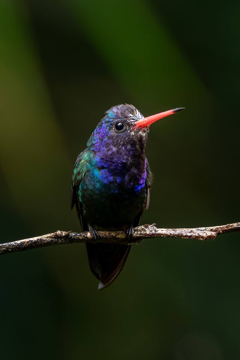 White-chinned Sapphire - ML642174844