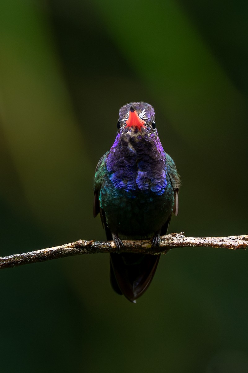 White-chinned Sapphire - ML642174845