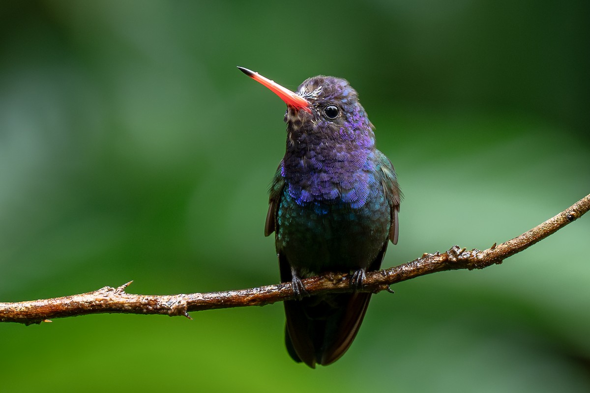 White-chinned Sapphire - ML642174846