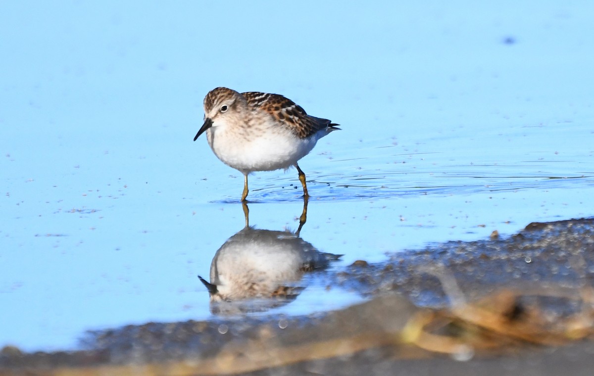 Least Sandpiper - ML642174848