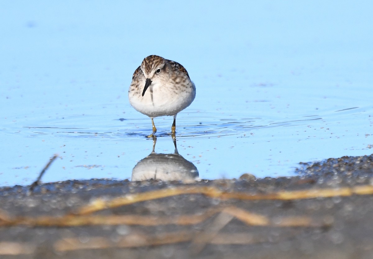 Least Sandpiper - ML642174849