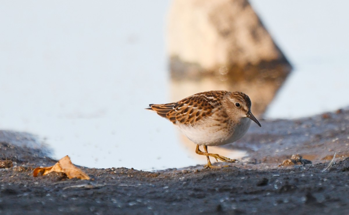 Least Sandpiper - ML642174850