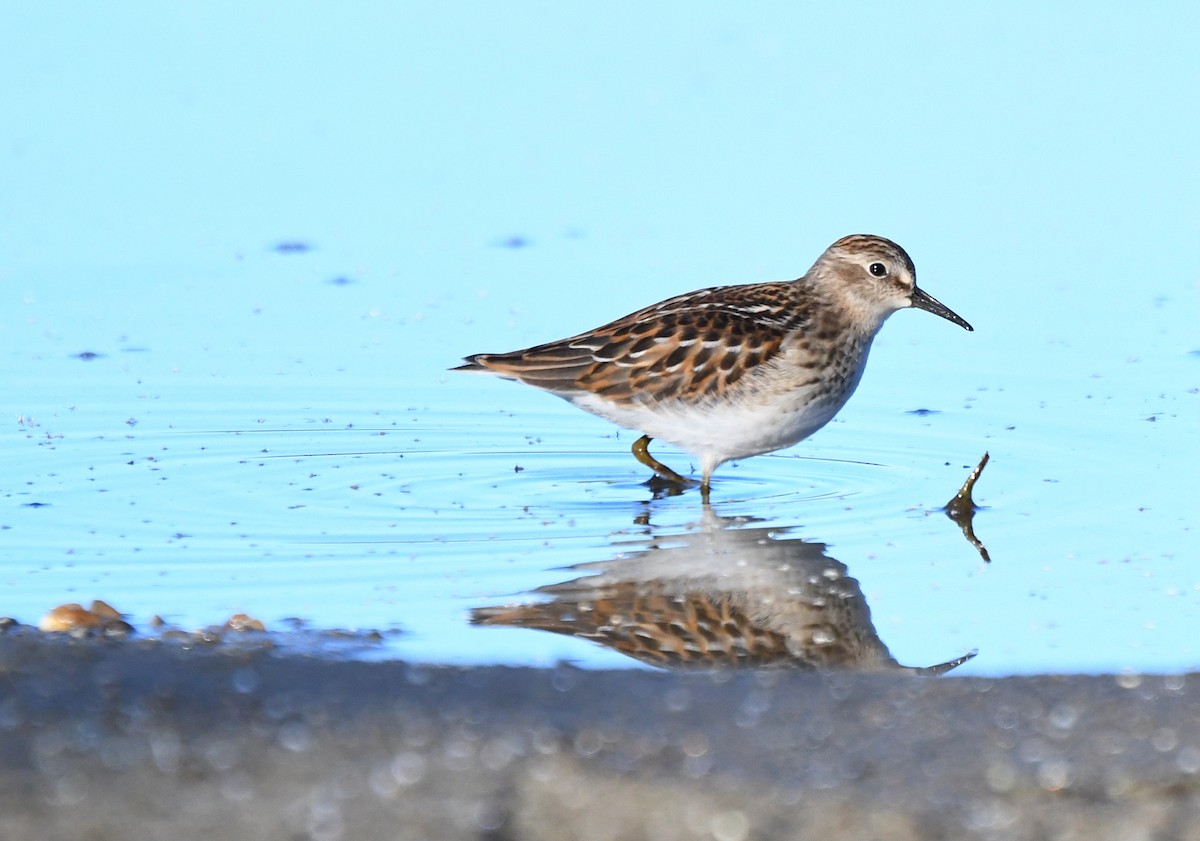 Least Sandpiper - ML642174851