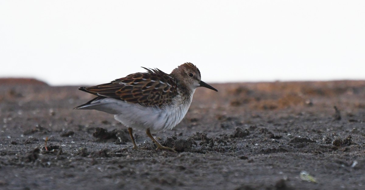 Least Sandpiper - ML642174852
