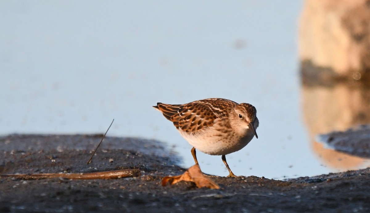 Least Sandpiper - ML642174853