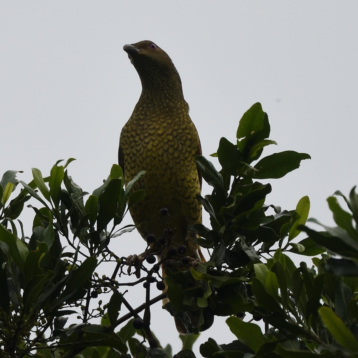 Satin Bowerbird - ML642174872