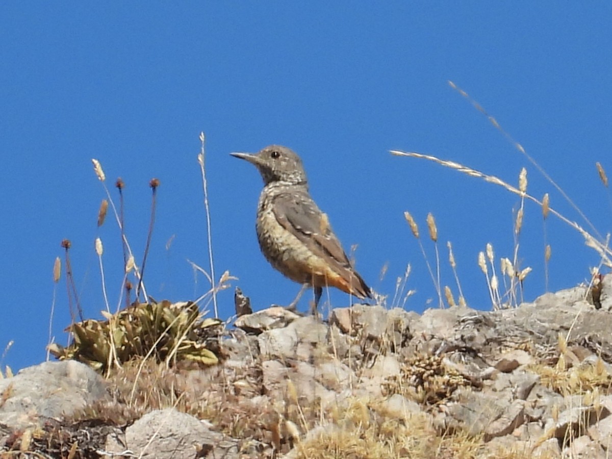 Rufous-tailed Rock-Thrush - ML642174875