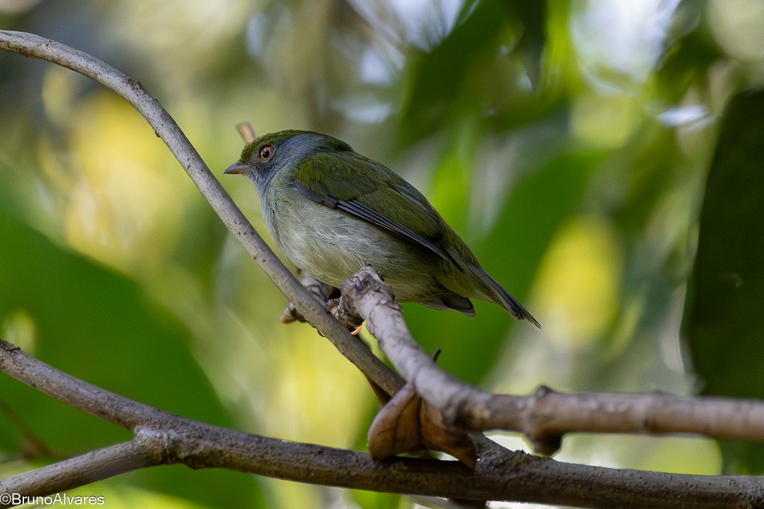 Pin-tailed Manakin - ML642174878