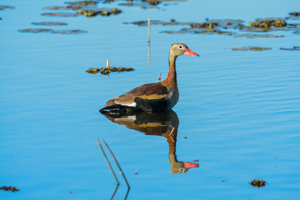 Black-bellied Whistling-Duck - ML642174926