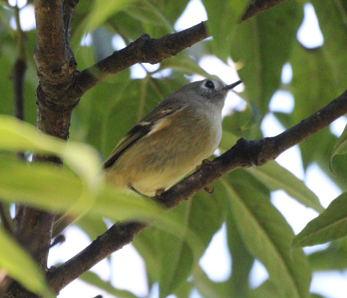 Ruby-crowned Kinglet - ML642174937