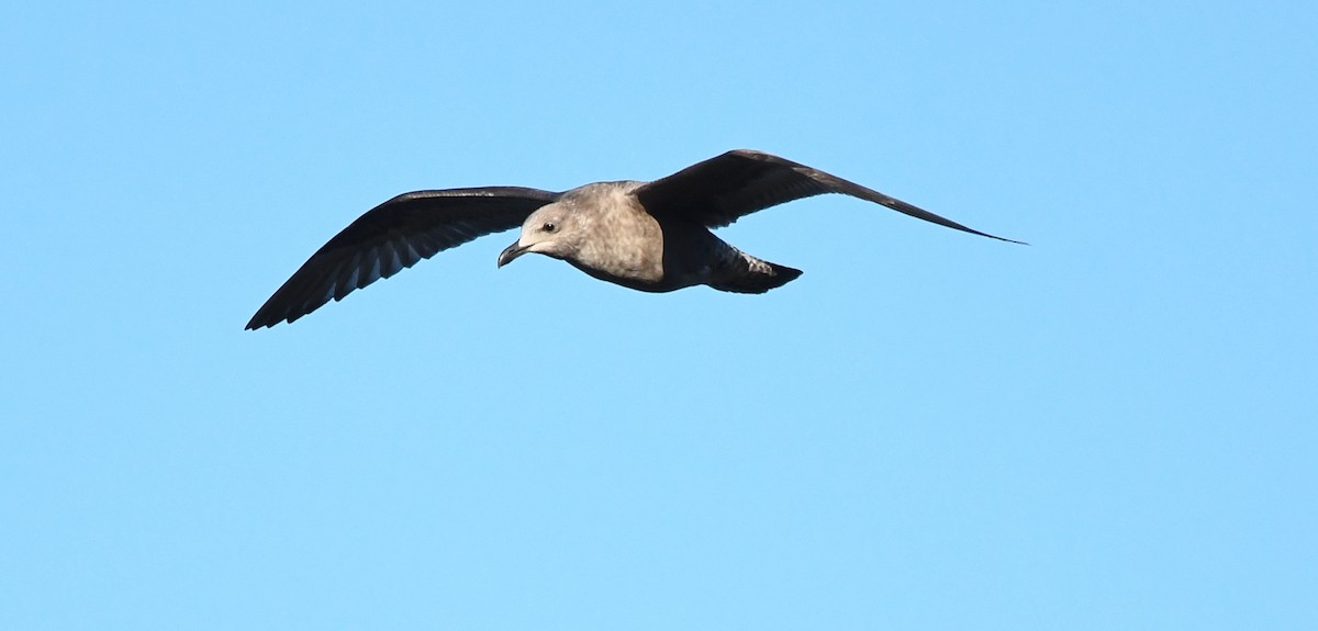 American Herring Gull - ML642174938