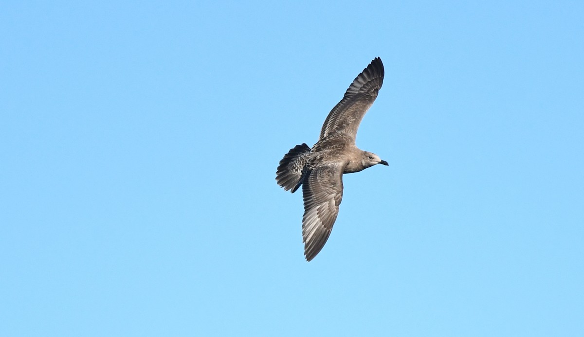 American Herring Gull - ML642174939