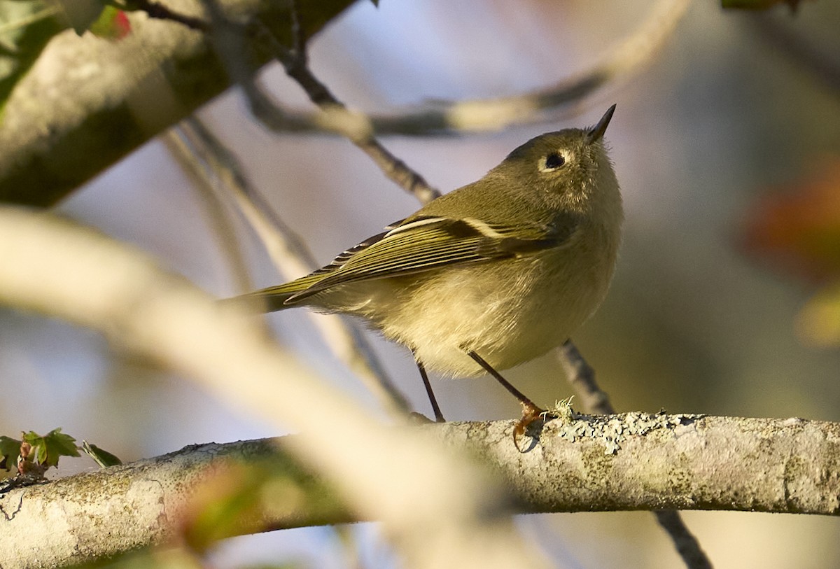 Ruby-crowned Kinglet - ML642174949