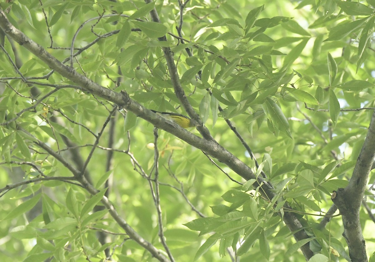Magnolia Warbler - ML642174965