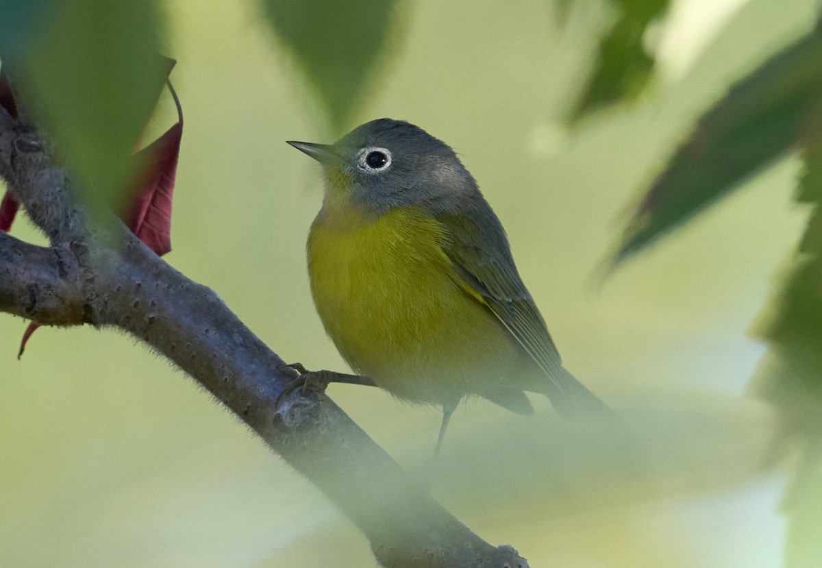 Nashville Warbler - ML642174966