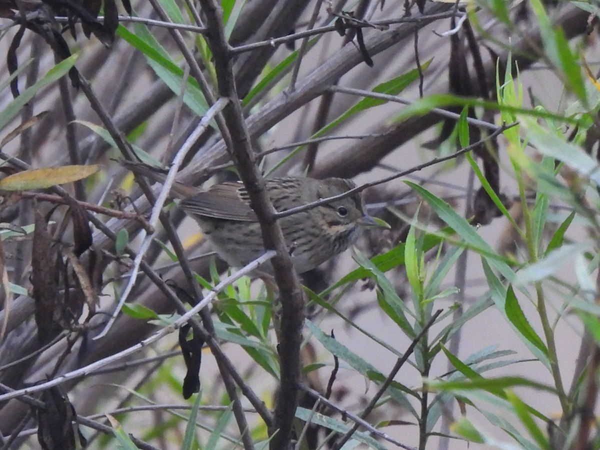 Lincoln's Sparrow - ML642174969