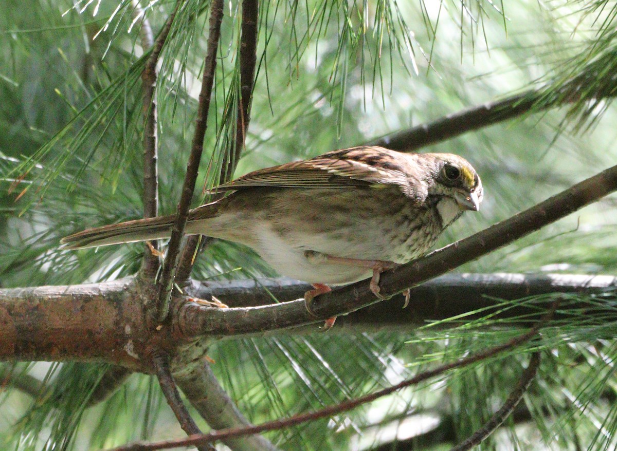 White-throated Sparrow - ML642174972