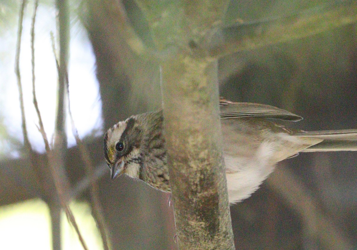 White-throated Sparrow - ML642174973