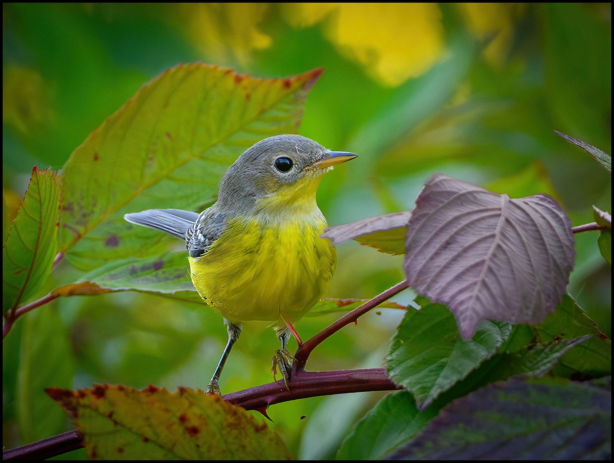 Magnolia Warbler - ML642174978