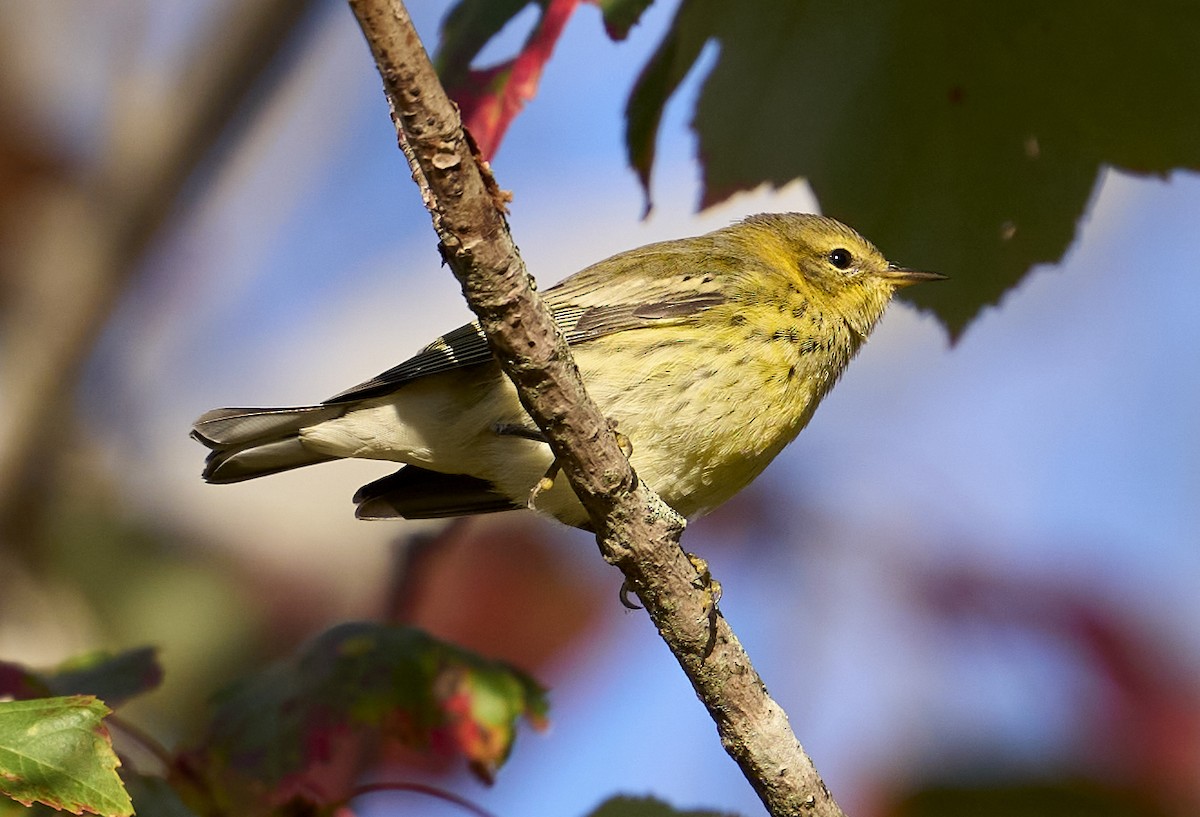 Cape May Warbler - ML642174980