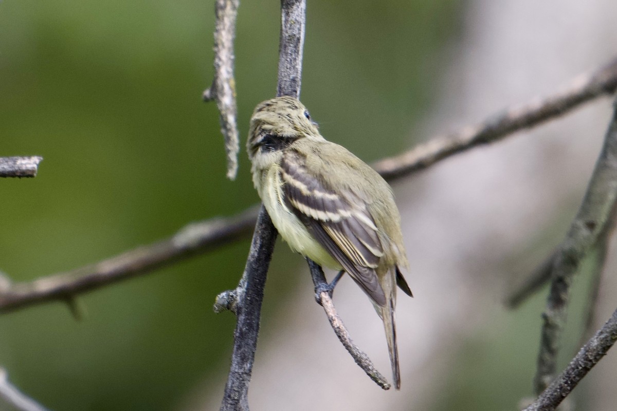 Least Flycatcher - ML642174981