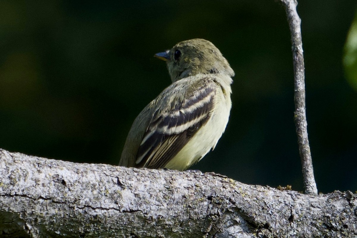 Least Flycatcher - ML642174982