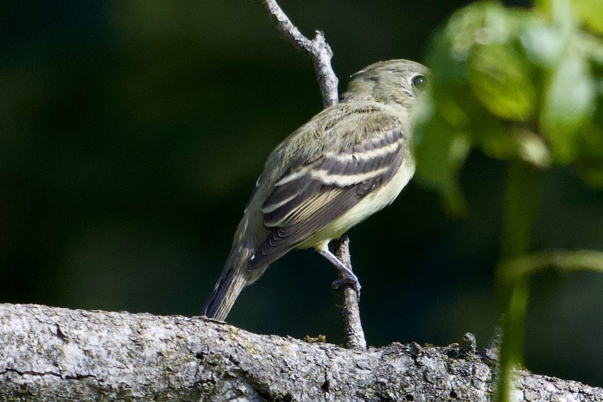Least Flycatcher - ML642174983