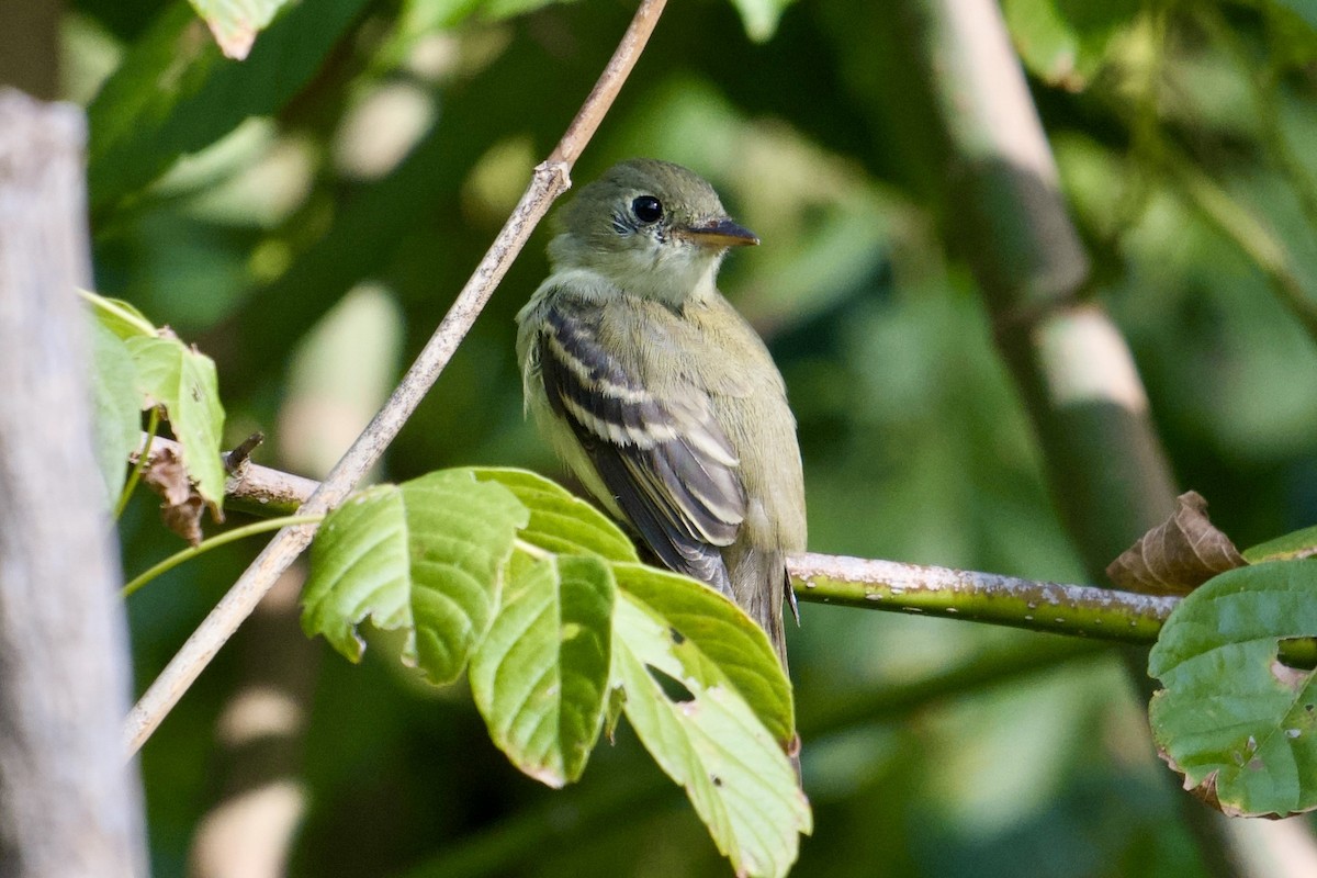Least Flycatcher - ML642174984