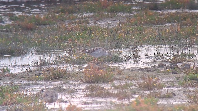 アメリカウズラシギ - ML642174986