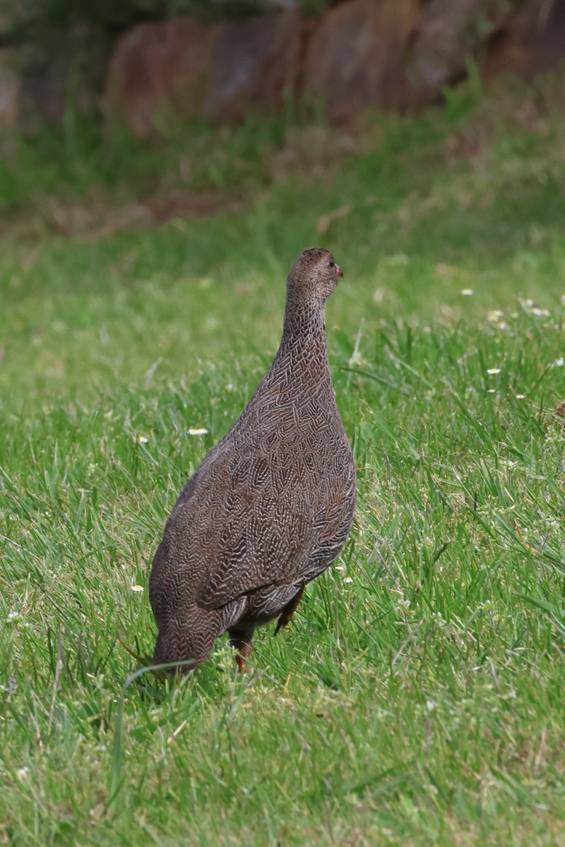 Cape Spurfowl - ML642174987