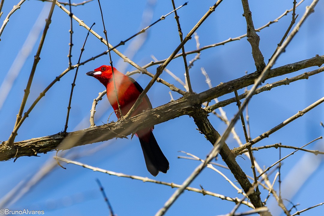 Brazilian Tanager - ML642174988